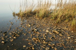 Oysters and marsh shoreline